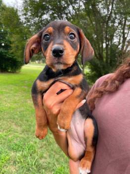 Blume -  Mixed Breed Dog for Adoption in Milton, Delaware - Blume | PetCurious