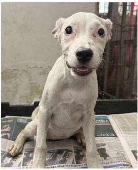 Rescue Labrador Retriever Dogs for Adoption in Virginia Beach, Virginia - Luna | PetCurious