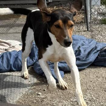 Casey -  Coonhound Dog for Adoption in Brooksville, Kentucky - Casey | PetCurious