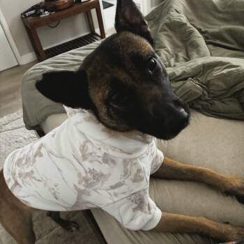 Belgian Shepherd Malinois Dogs Available for Adoption - Willow | PetCurious