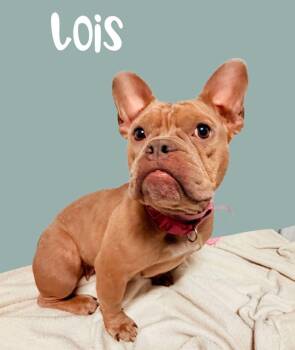 Lois -  French Bulldog Dog for Adoption in Tulsa, Oklahoma - Lois | PetCurious