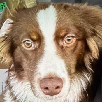 Ostara Skylark -  Mixed Breed Dog for Adoption in Leander, Texas - Ostara Skylark | PetCurious
