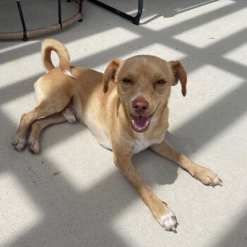 Rescue Chihuahua Dogs for Adoption in Harlingen, Texas - Coco | PetCurious