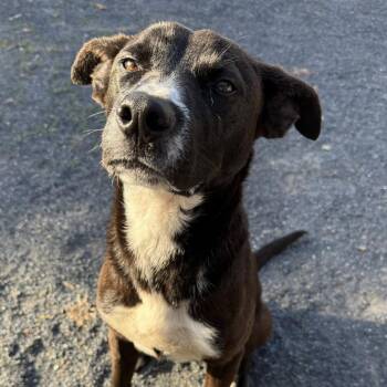 Black Labrador Retriever Dogs Available for Adoption in Quakertown, Pennsylvania - Eddy | PetCurious