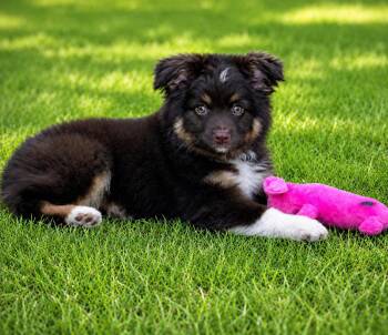 Bear -  Australian Shepherd Dog for Adoption in Union Grove, Wisconsin - Bear | PetCurious