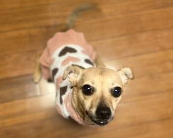 Rescue Chihuahua Dogs for Adoption in Warren, New Jersey - Zuma | PetCurious