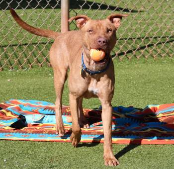 Rescue Mixed Breed Dogs for Adoption in Athens, Georgia - Ginny | PetCurious