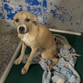 Pit Bull Terrier Dogs Available for Adoption in Beaumont, Texas - Ero | PetCurious