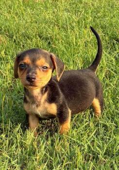 Kylie -  Dachshund Dog for Adoption in Parker, Colorado - Kylie | PetCurious