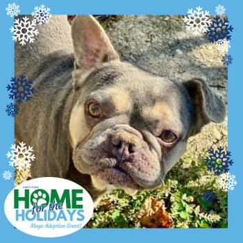 Rescue French Bulldog Dogs for Adoption in Cincinnati, Ohio - Clancy | PetCurious