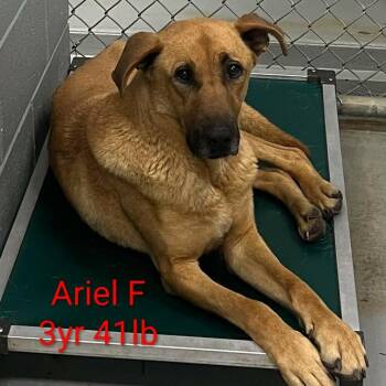 Ariel -  Shepherd Dog Available for Adoption in Fairfax Station, Virginia - Ariel | PetCurious
