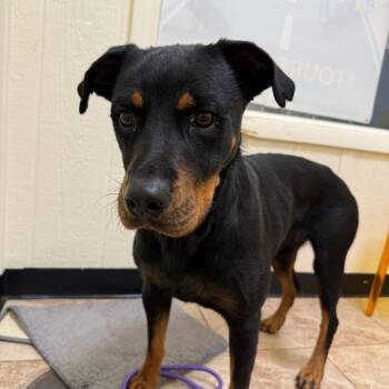 Rottweiler Dogs Available for Adoption in Tulsa, Oklahoma - Nola | PetCurious