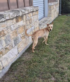 Mixed Breed Dogs Available for Adoption in Schertz, Texas - Sassy | PetCurious