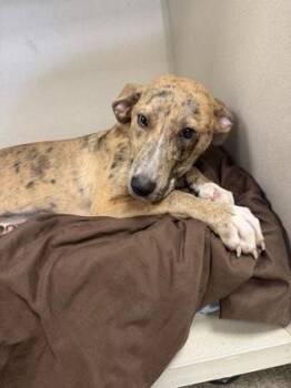 Scarlett -  Catahoula Leopard Dog and Mountain Cur Dog for Adoption in East Brookfield, Massachusetts - Scarlett | PetCurious
