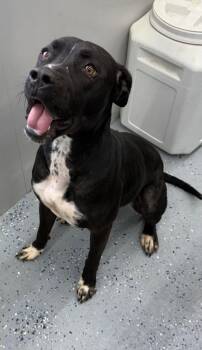 Pit Bull Terrier Dogs Available for Adoption in Greencastle, Indiana - Honey Bee | PetCurious