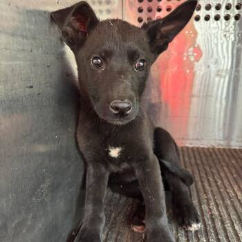 Pit Bull Terrier Dogs Available for Adoption in Birmingham, Alabama - Charmaine | PetCurious