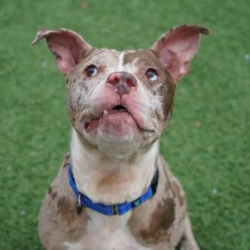 Catahoula Leopard Dog Dogs Available for Adoption in Hampton Bays, New York - Merlin | PetCurious