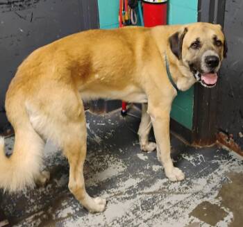 Leo #104 -  Shepherd and Great Pyrenees Dog for Adoption in New Lexington, Ohio - Leo #104 | PetCurious