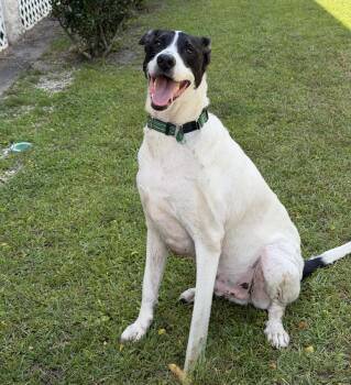 Link -  Terrier Dog for Adoption in Slidell, Louisiana - Link | PetCurious