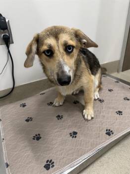 LETTIE -  Black Mouth Cur and Cardigan Welsh Corgi Dog for Adoption in Baytown, Texas - LETTIE | PetCurious