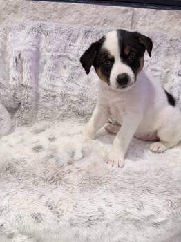 Australian Shepherd and Border Collie Dogs Available for Adoption - Stormy | PetCurious