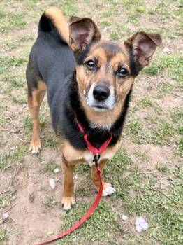 Parson Russell Terrier and Cardigan Welsh Corgi Dogs Available for Adoption in Dedham, Massachusetts - SPARKY | PetCurious