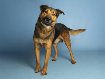 WALTER -  German Shepherd Dog and Mixed Breed Dog for Adoption in Phoenix, Arizona - WALTER | PetCurious