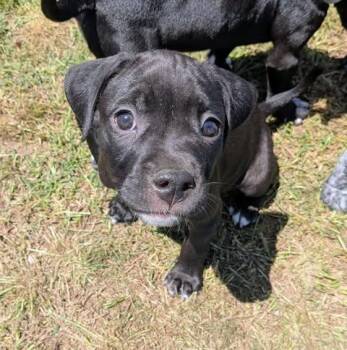 Pit Bull Terrier Dogs Available for Adoption in Wichita Falls, Texas - Louise | PetCurious