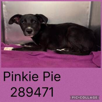 PINKIE PIE -  Mixed Breed Dog for Adoption in Macon, Georgia - PINKIE PIE | PetCurious