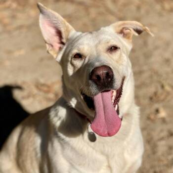 Rescue Yellow Labrador Retriever and Mixed Breed Dogs for Adoption in Riverside, California - Alice | PetCurious