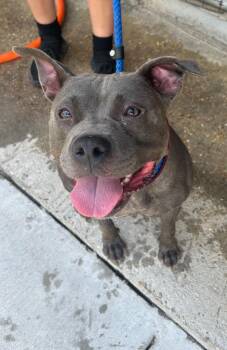 Pit Bull Terrier and Mixed Breed Dogs Available for Adoption - Pinky | PetCurious