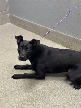 NINA -  Labrador Retriever Dog for Adoption in Las Vegas, Nevada - NINA | PetCurious