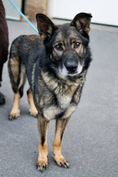 Pumi Dogs Available for Adoption in Frankfort, New York - Vader | PetCurious