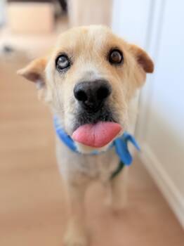 Scout -  Mixed Breed Dog for Adoption in Thousand Oaks, California - Scout | PetCurious