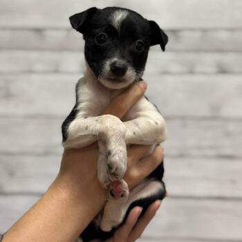 Berry -  Mixed Breed Dog for Adoption in Buffalo, Minnesota - Berry | PetCurious