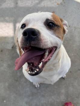 Labrador Retriever and American Staffordshire Terrier Dogs Available for Adoption - Millie | PetCurious