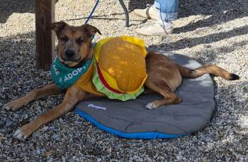 Rescue Belgian Shepherd Malinois and Australian Shepherd Dogs for Adoption in Pleasure Rdge, Kentucky - Kenny | PetCurious