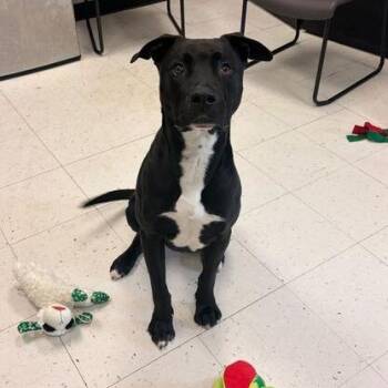 Mixed Breed Dogs Available for Adoption - Porter | PetCurious