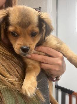Pomeranian and Mixed Breed Dogs Available for Adoption in Pomona, New York - Toby | PetCurious