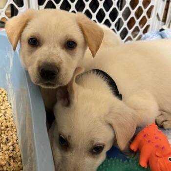 Yellow Labrador Retriever Dogs Available for Adoption - Robb | PetCurious