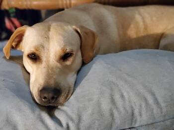 Mercy -  Yellow Labrador Retriever Dog for Adoption in Gun Barrel City, Texas - Mercy | PetCurious