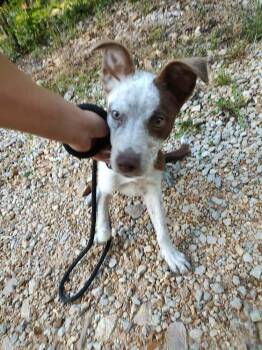 Luna -  Mixed Breed Dog for Adoption in Warrenton, Missouri - Luna | PetCurious