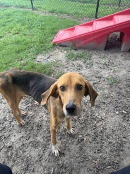 Rosalie(HW+) -  Hound and Mixed Breed Dog for Adoption in Conway, South Carolina - Rosalie(HW+) | PetCurious