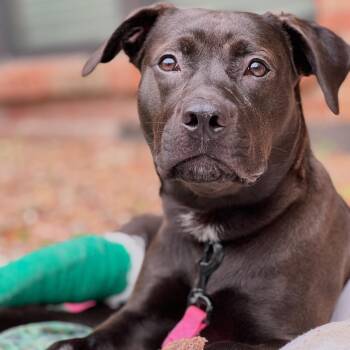 Rescue Pit Bull Terrier and Chocolate Labrador Retriever Dogs for Adoption in Colleyville, Texas - Willow | PetCurious