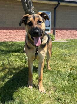 German Shepherd Dog Dogs Available for Adoption in Maryville, Missouri - Endo | PetCurious