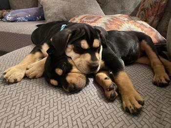 Gretchen -  Mixed Breed Dog for Adoption in Waunakee, Wisconsin - Gretchen | PetCurious