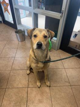 Unknown Kentucky Ave -  Mixed Breed Dog for Adoption in Marion, Ohio - Unknown Kentucky Ave | PetCurious