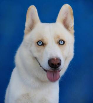 SNOW -  Siberian Husky Dog for Adoption in Pasadena, California - SNOW | PetCurious
