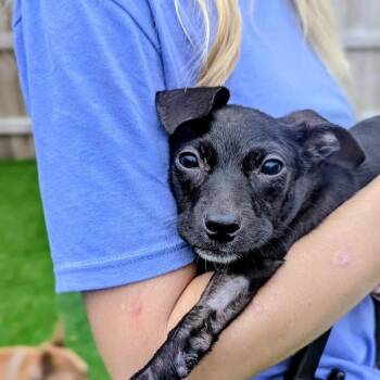 Slowpoke -  Mixed Breed Dog for Adoption in Savannah, Georgia - Slowpoke | PetCurious