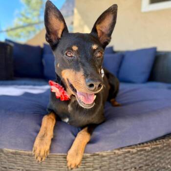 Josie Jade -  Manchester Terrier Dog for Adoption in Ramona, California - Josie Jade | PetCurious